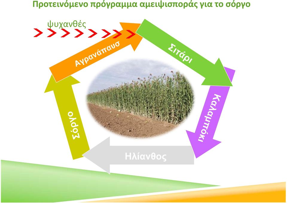 ψυχανθές Αγρανάπαυσ η