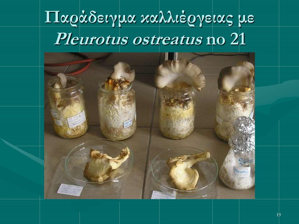 με Pleurotus