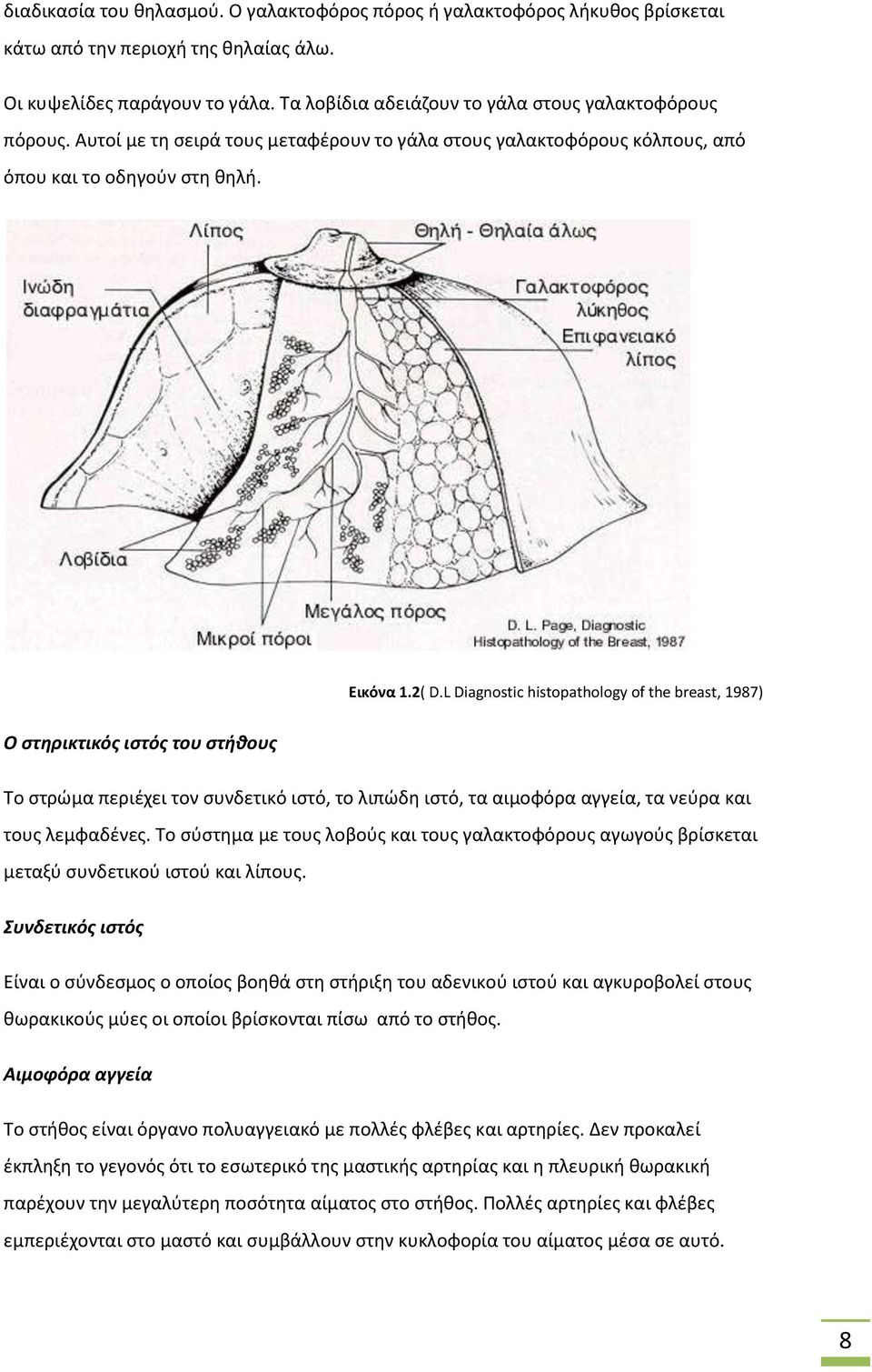 L Diagnostic histopathology of the breast, 1987) Ο στηρικτικός ιστός του στήθους Το στρώμα περιέχει τον συνδετικό ιστό, το λιπώδη ιστό, τα αιμοφόρα αγγεία, τα νεύρα και τους λεμφαδένες.
