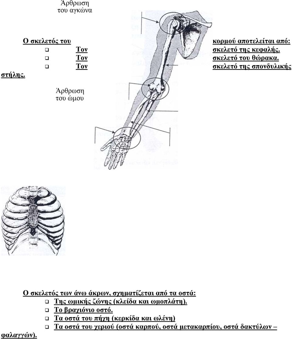 Άρθρωση του ώµου Ο σκελετός των άνω άκρων, σχηµατίζεται από τα οστά: Της ωµικής ζώνης (κλείδα