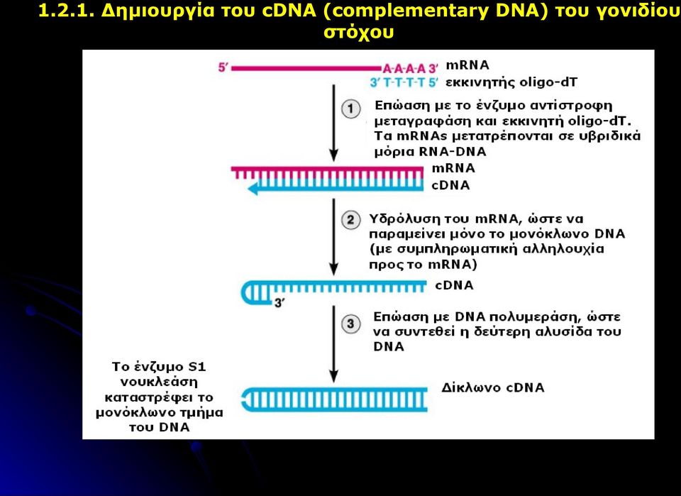 cdna