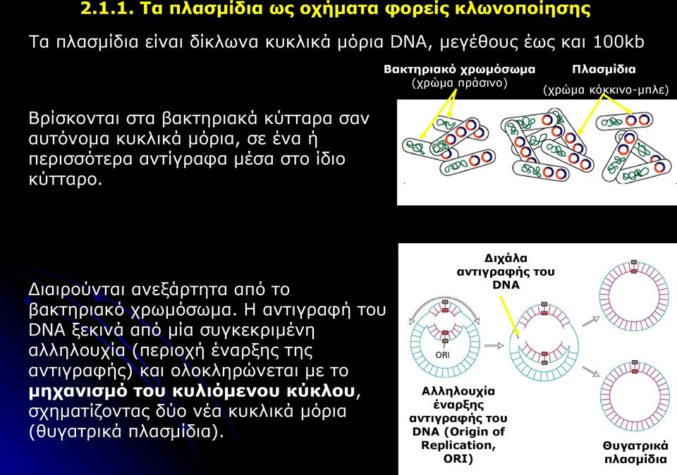 Διαιρούνται ανεξάρτητα από το βακτηριακό χρωμόσωμα.