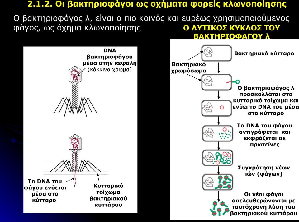 προσκολλάται στο κυτταρικό τοίχωμα και ενύει το DNA του μέσα στο κύτταρο Το DNA του φάγου αντιγράφεται και εκφράζεται σε πρωτεΐνες Συγκρότηση νέων ιών