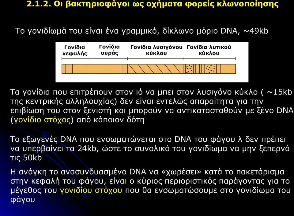 ξένο DNA (γονίδιο στόχος) από κάποιον δότη Το εξωγενές DNA που ενσωματώνεται στο DNA του φάγου λ δεν πρέπει να υπερβαίνει τα 24kb, ώστε το συνολικό του γονιδίωμα να μην ξεπερνά τις 50kb H ανάγκη