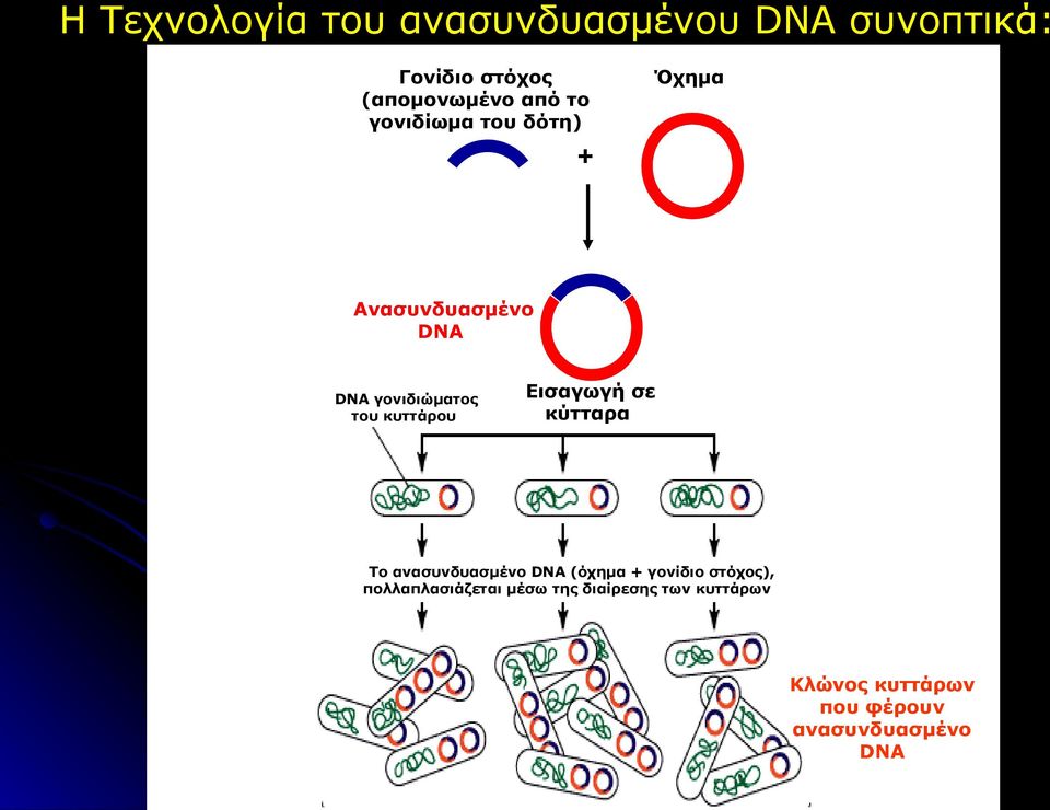 Εισαγωγή σε κύτταρα Το ανασυνδυασμένο DNA (όχημα + γονίδιο στόχος),