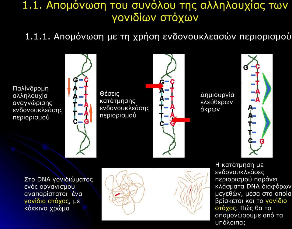 στόχος, με κόκκινο χρώμα Θέσεις κατάτμησης ενδονουκλεάσης περιορισμού Δημιουργία ελεύθερων άκρων Η κατάτμηση με ενδονουκλεάσες