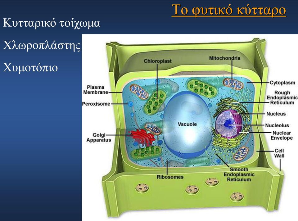 φυτικό κύτταρο