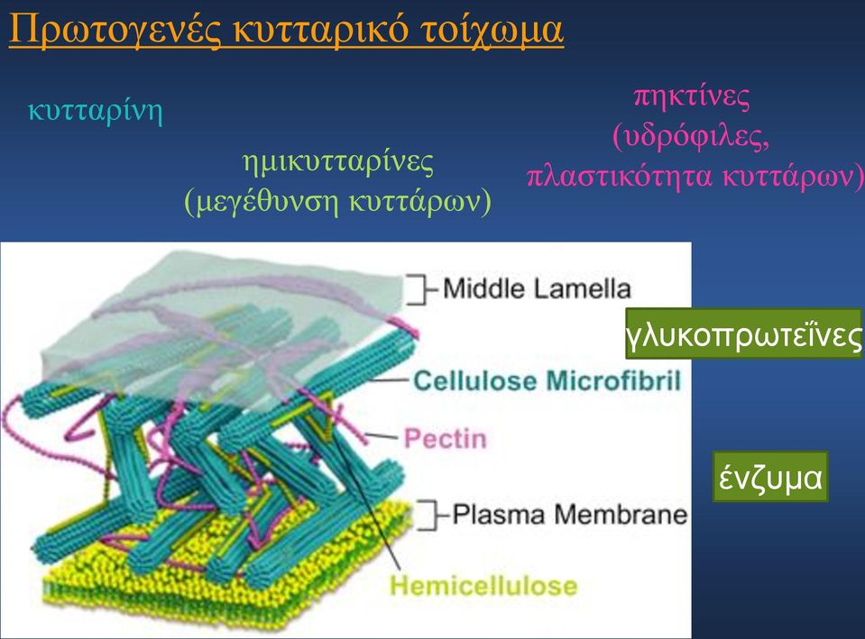 κυττάρων) πηκτίνες (υδρόφιλες,