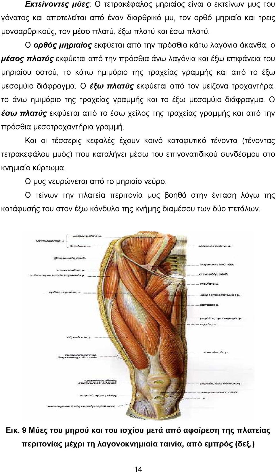 το έξω µεσοµύιο διάφραγµα. Ο έξω πλατύς εκφύεται από τον µείζονα τροχαντήρα, το άνω ηµιµόριο της τραχείας γραµµής και το έξω µεσοµύιο διάφραγµα.