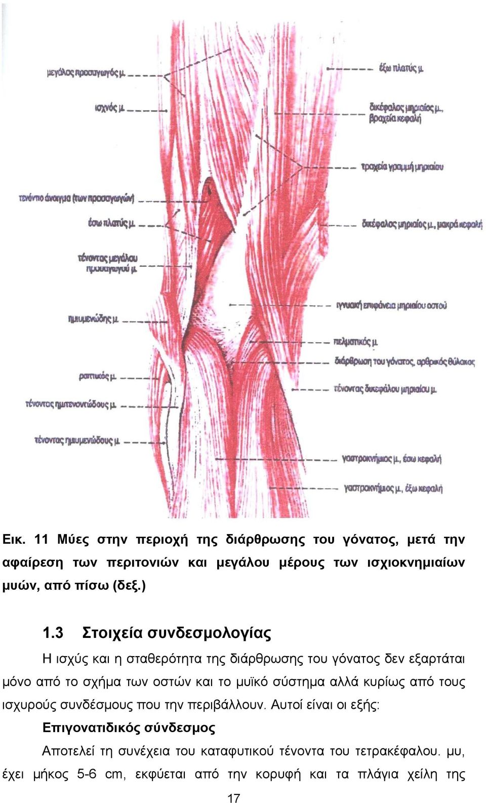 3 Στοιχεία συνδεσµολογίας Η ισχύς και η σταθερότητα της διάρθρωσης του γόνατος δεν εξαρτάται µόνο από το σχήµα των οστών και το µυϊκό