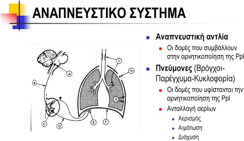 (Βρόγχοι- Παρέγχυμα-Κυκλοφορία) Οι δομές που υφίστανται