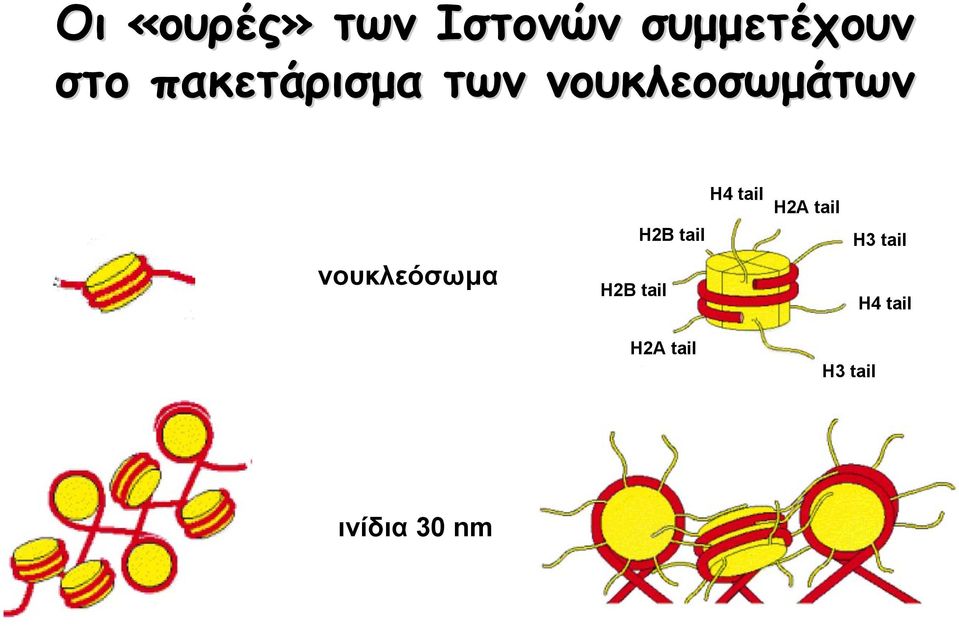 νουκλεόσωμα H2Β tail H2Β tail H4 tail