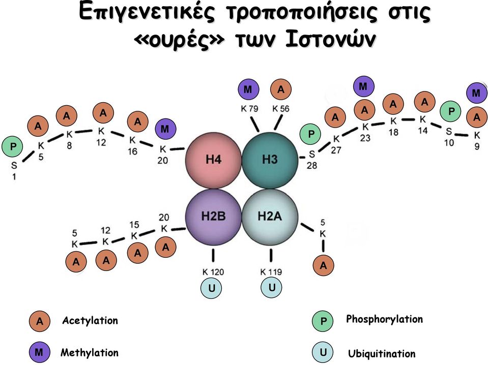 P Μ Α Α Α Α Α Α U U Α Acetylation P