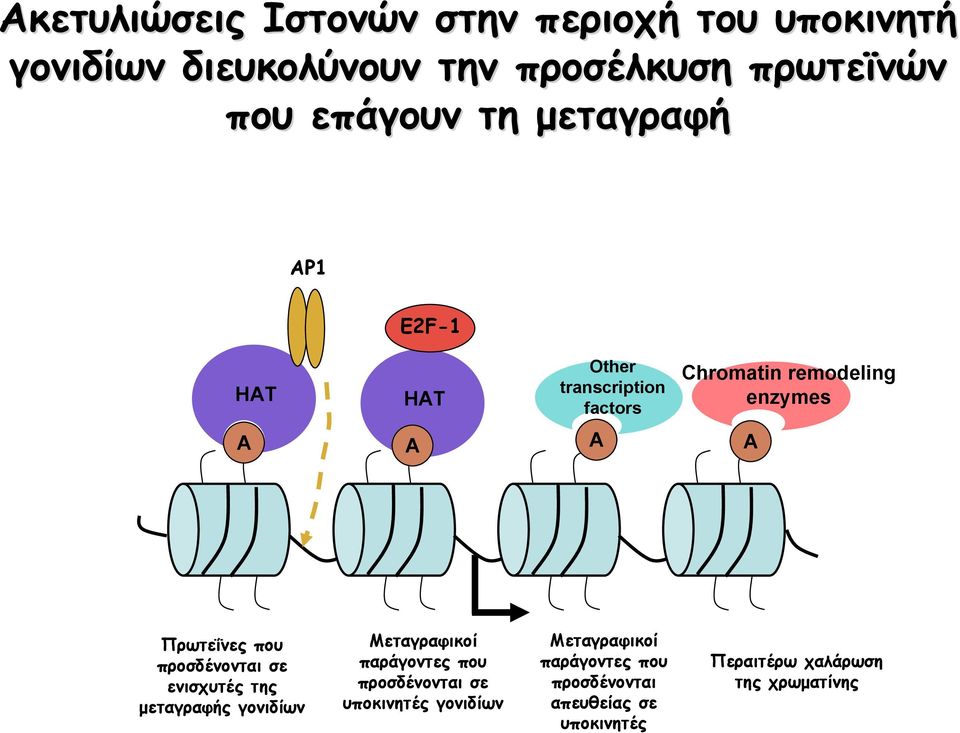 που προσδένονται σε ενισχυτές της μεταγραφής γονιδίων Μεταγραφικοί παράγοντες που προσδένονται σε