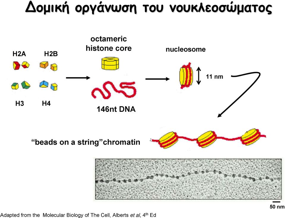 146nt DNA beads on a string chromatin Adapted from