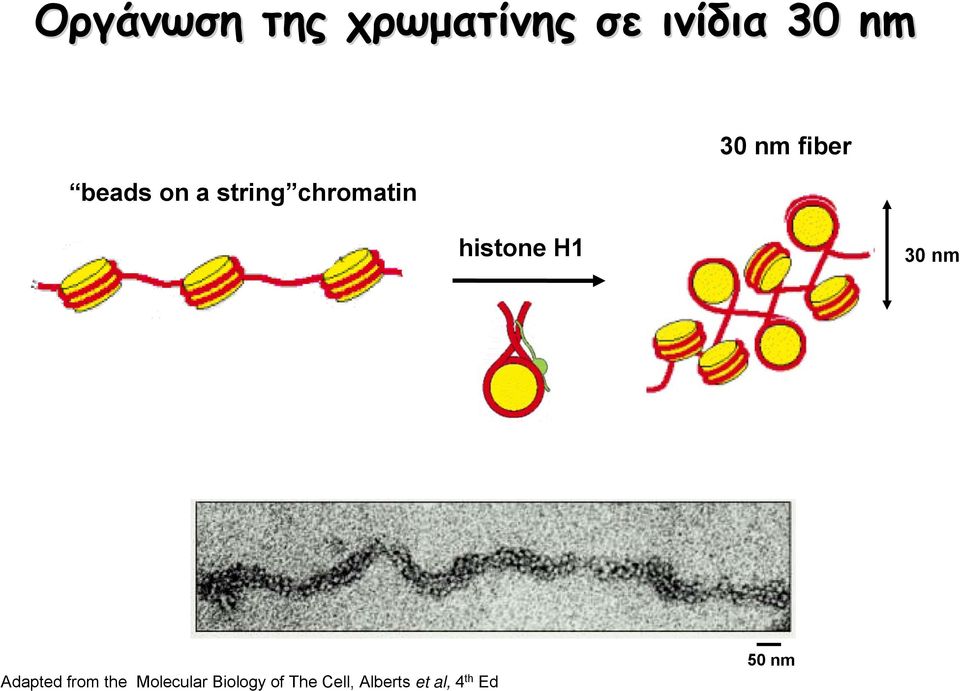 histone H1 30 nm Adapted from the Molecular