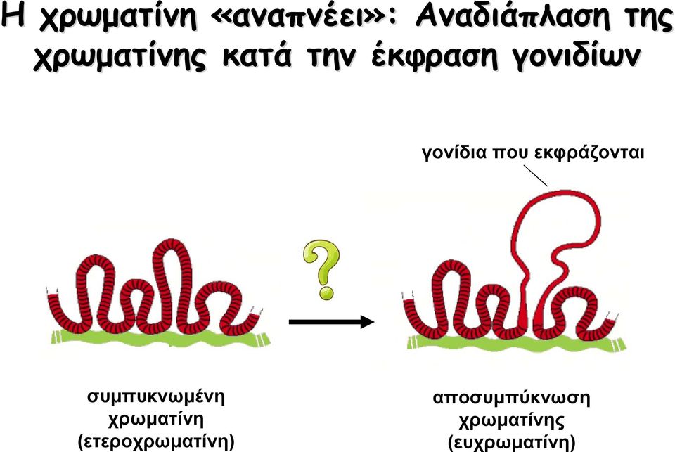 που εκφράζονται συμπυκνωμένη χρωματίνη