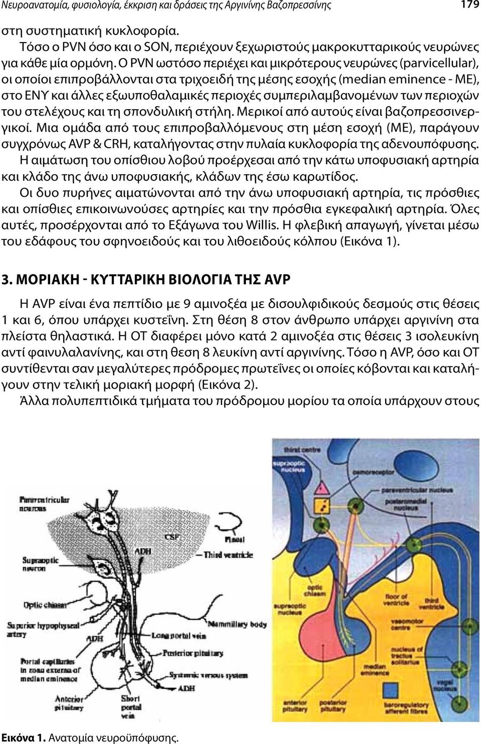 Ο PVN ωστόσο περιέχει και μικρότερους νευρώνες (parvicellular), οι οποίοι επιπροβάλλονται στα τριχοειδή της μέσης εσοχής (median eminence - ΜΕ), στο ΕΝΥ και άλλες εξωυποθαλαμικές περιοχές