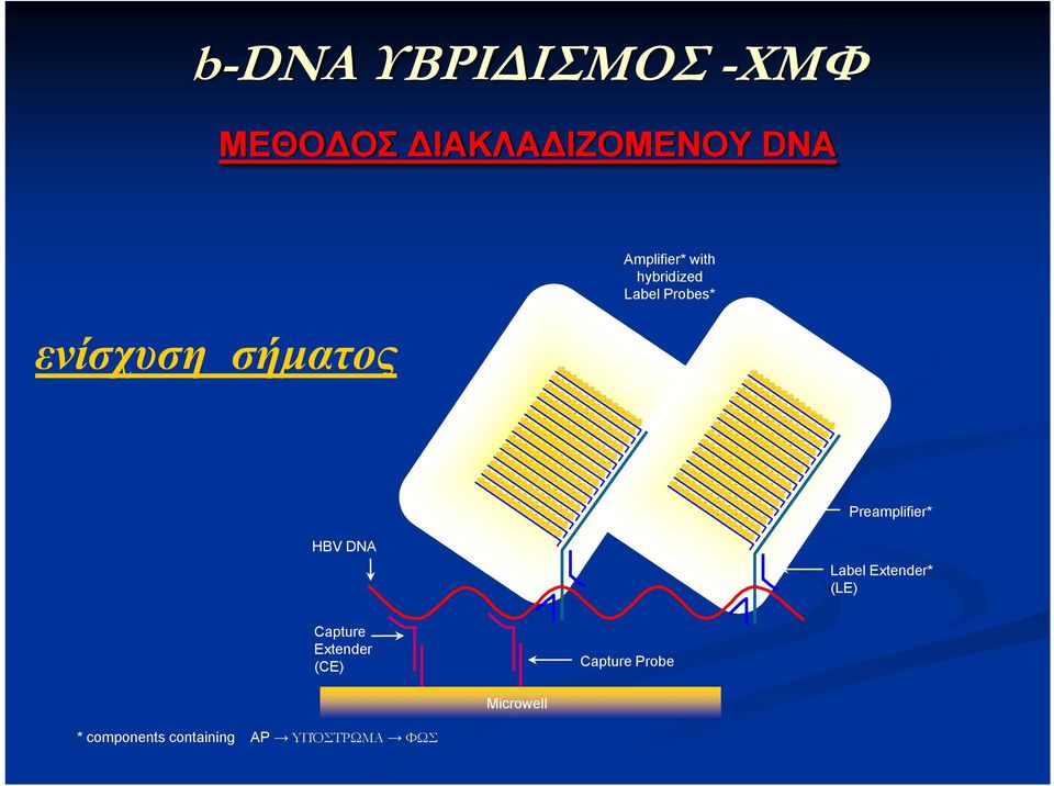 Preamplifier* ΗΒV DNA Label Extender* (LE) Capture Extender