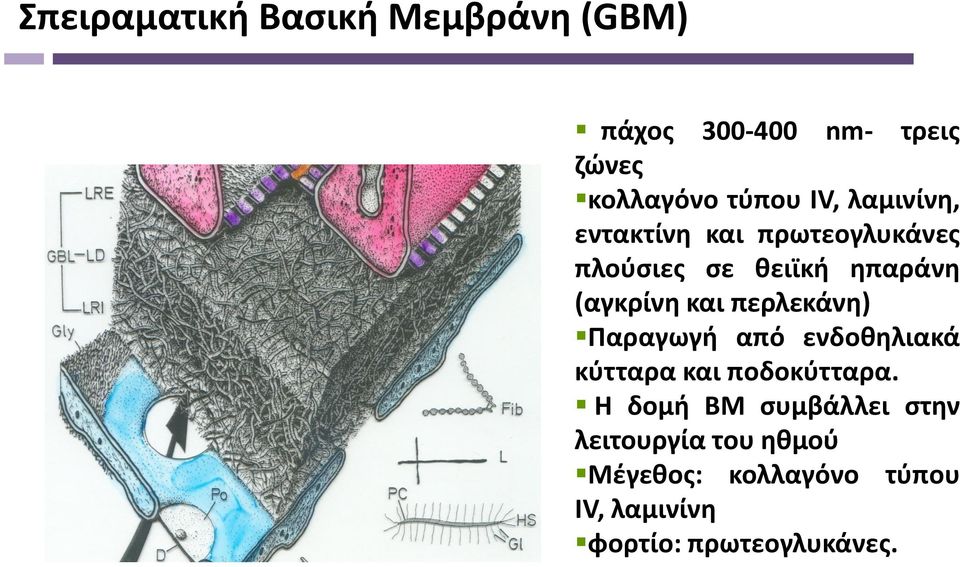 περλεκάνη) Παραγωγή από ενδοθηλιακά κύτταρα και ποδοκύτταρα.