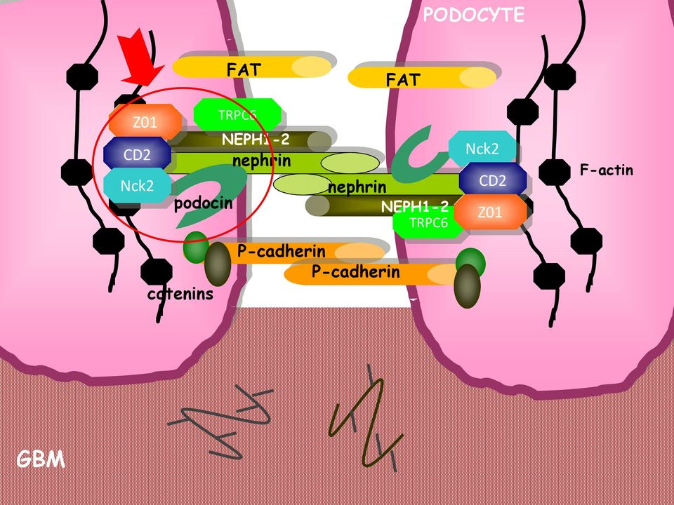 NEPH1-2 nephrin nephrin P-cadherin