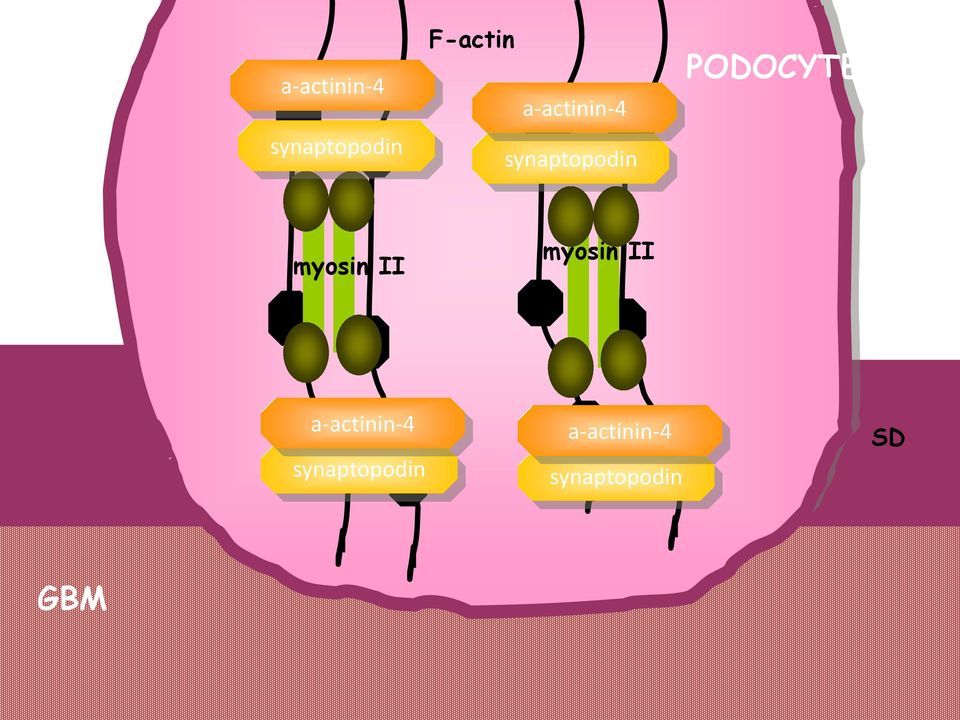 myosin II myosin II a-actinin-4