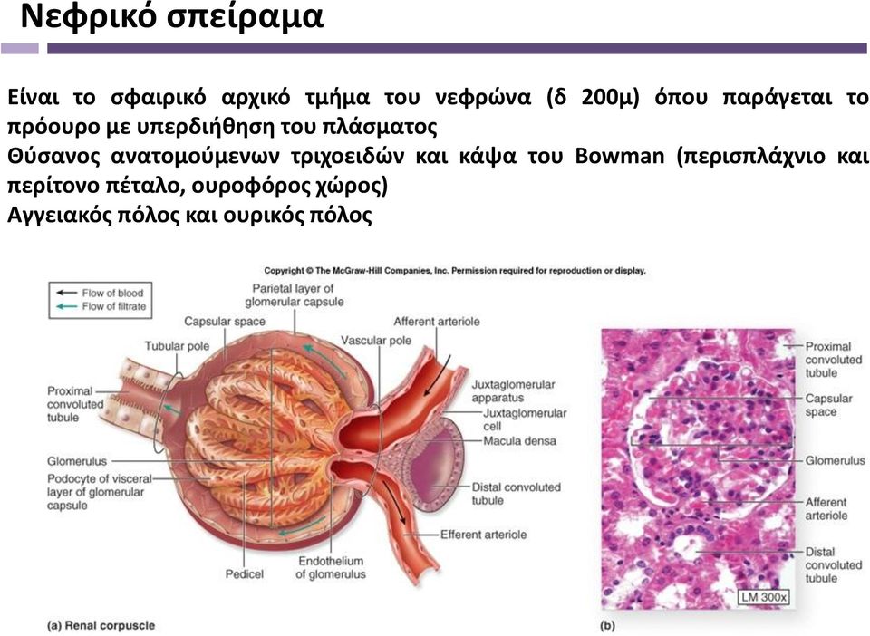 Θύσανος ανατομούμενων τριχοειδών και κάψα του Bowman