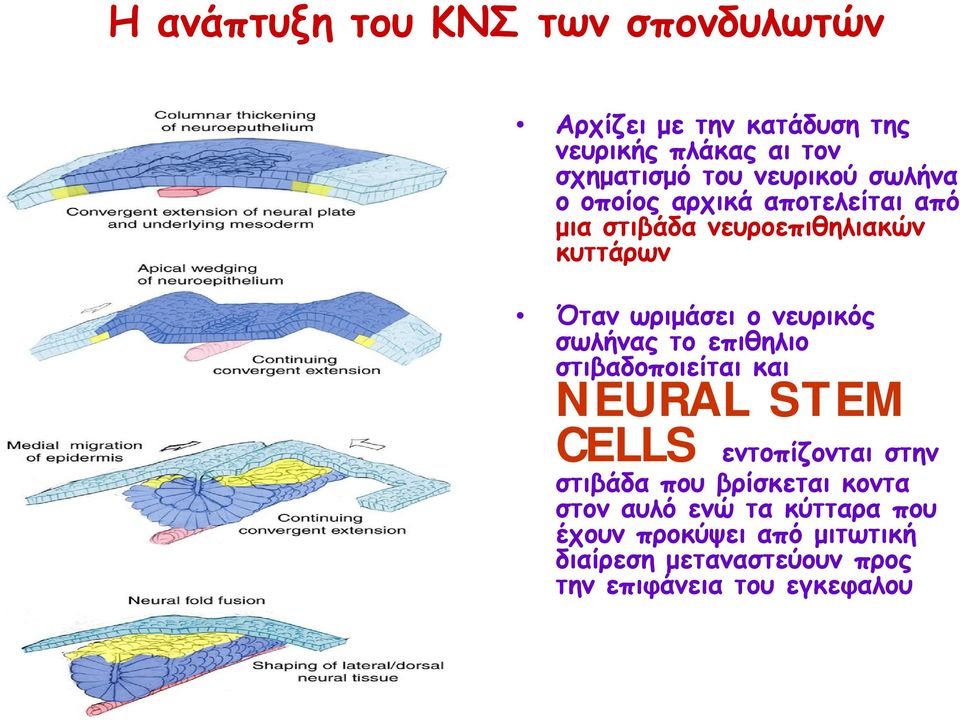 νευρικός σωλήνας το επιθηλιο στιβαδοποιείται και NEURAL STEM CELLS εντοπίζονται στην στιβάδα που βρίσκεται