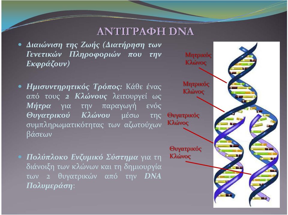 Κλώνου μέσω της συμπληρωματικότητας των αζωτούχων βάσεων Πολύπλοκο Ενζυμικό Σύστημα για τη διάνοιξη των