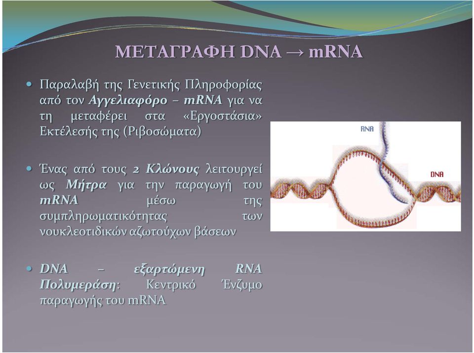 λειτουργεί ως Μήτρα για την παραγωγή του mrna μέσω της συμπληρωματικότητας των