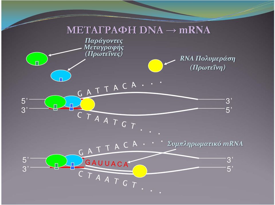 (Πρωτεΐνες) RNA Πολυμεράση