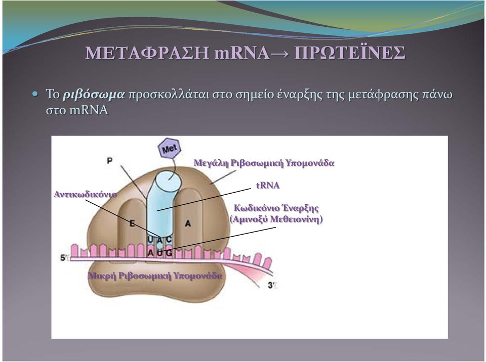 Μεγάλη Ριβοσωμική Υπομονάδα Αντικωδικόνιο trna