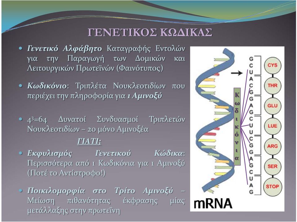 Τριπλετών Νουκλεοτιδίων 20μόνο Αμινοξέα ΓΙΑΤΙ; Εκφυλισμός Γενετικού Κώδικα: Περισσότερα από 1 Κωδικόνια για 1 Αμινοξύ