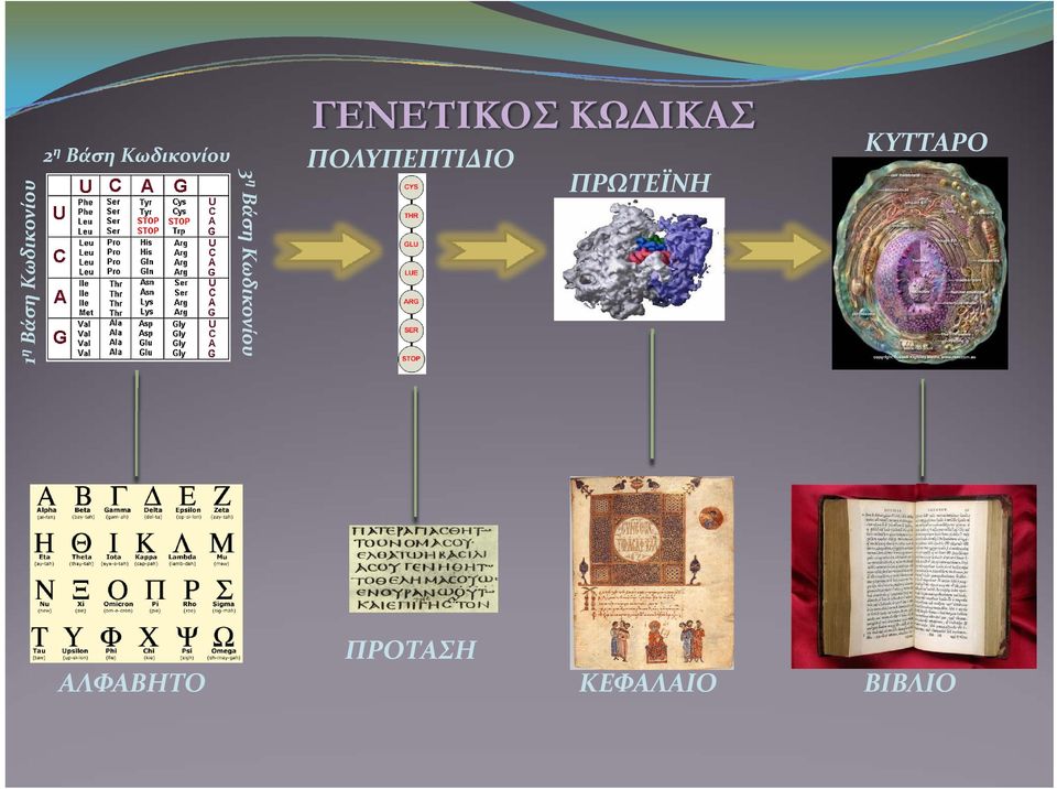 ΓΕΝΕΤΙΚΟΣ ΚΩΔΙΚΑΣ ΠΟΛΥΠΕΠΤΙΔΙΟ