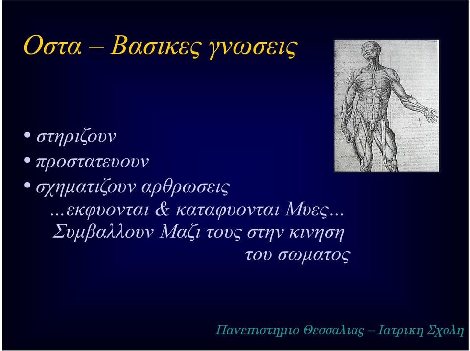καταφυονται Μυες Συμβαλλουν Μαζι τους στην
