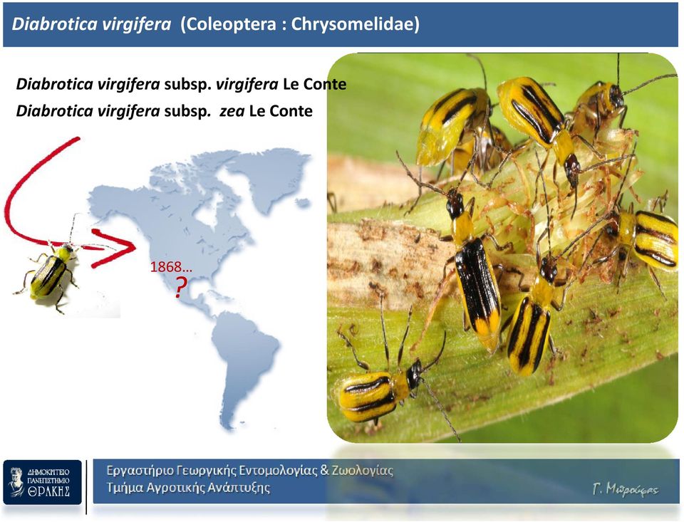 virgifera Le Conte Diabrotica