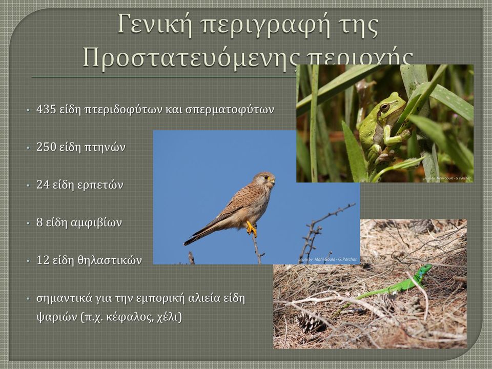 12 είδη θηλαστικών σημαντικά για την