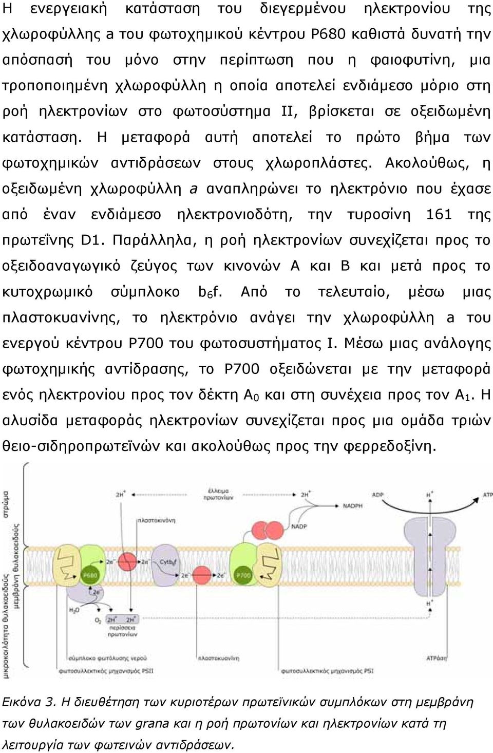 Ακολούθως, η οξειδωμένη χλωροφύλλη a αναπληρώνει το ηλεκτρόνιο που έχασε από έναν ενδιάμεσο ηλεκτρονιοδότη, την τυροσίνη 161 της πρωτεΐνης D1.