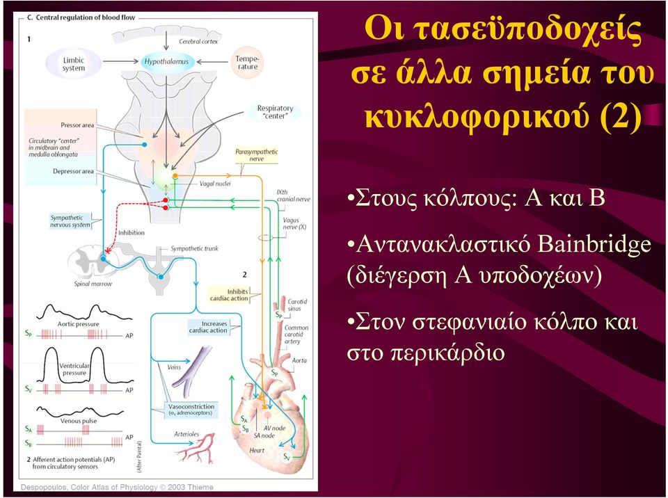 Αντανακλαστικό Bainbridge (διέγερση Α