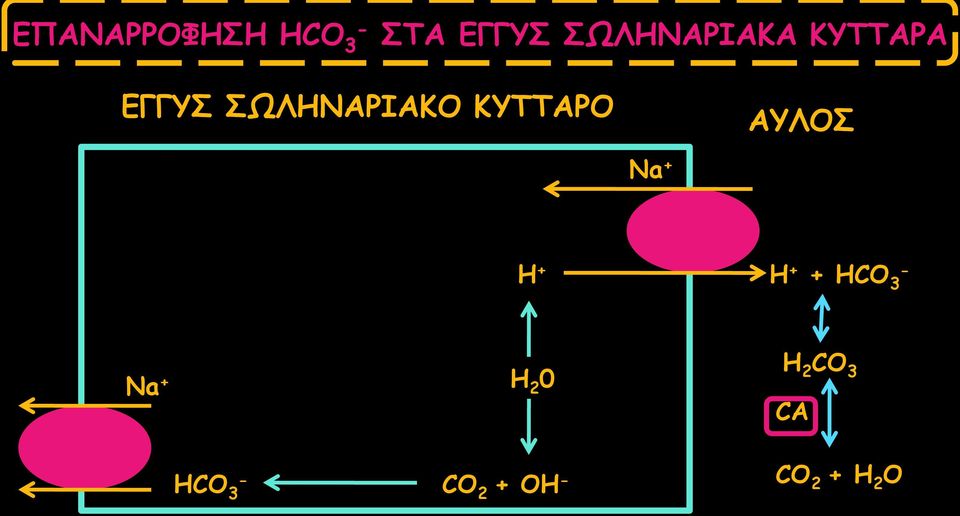 ΚΥΤΤΑΡΟ ΑΥΛΟΣ Na + Η + Η + + ΗCO 3 Na