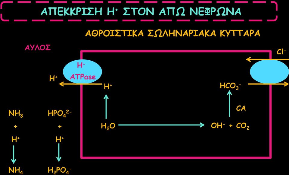 Cl H Η + ATPase Η + HCO 3 NΗ 3 ΗPO 4