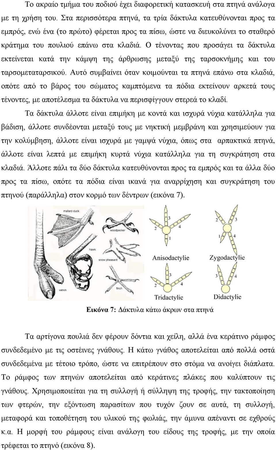 Ο τένοντας που προσάγει τα δάκτυλα εκτείνεται κατά την κάμψη της άρθρωσης μεταξύ της ταρσοκνήμης και του ταρσομεταταρσικού.
