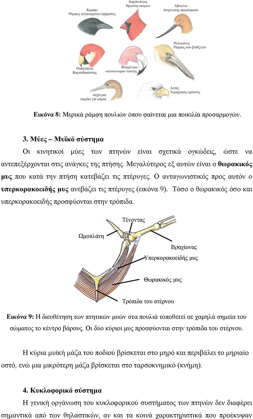 Τόσο ο θωρακικός όσο και υπερκορακοειδής προσφύονται στην τρόπιδα.