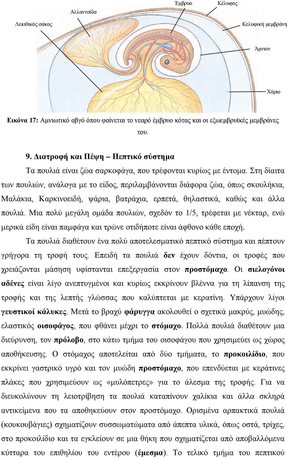 Στη δίαιτα των πουλιών, ανάλογα με το είδος, περιλαμβάνονται διάφορα ζώα, όπως σκουλήκια, Μαλάκια, Καρκινοειδή, ψάρια, βατράχια, ερπετά, θηλαστικά, καθώς και άλλα πουλιά.