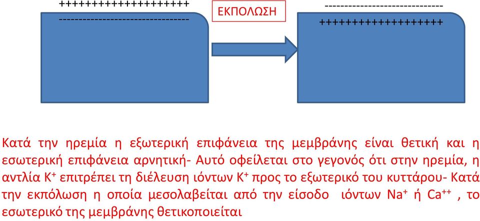 επιφάνεια αρνητική- Αυτό οφείλεται στο γεγονός ότι στην ηρεμία, η αντλία Κ + επιτρέπει τη διέλευση ιόντων Κ +