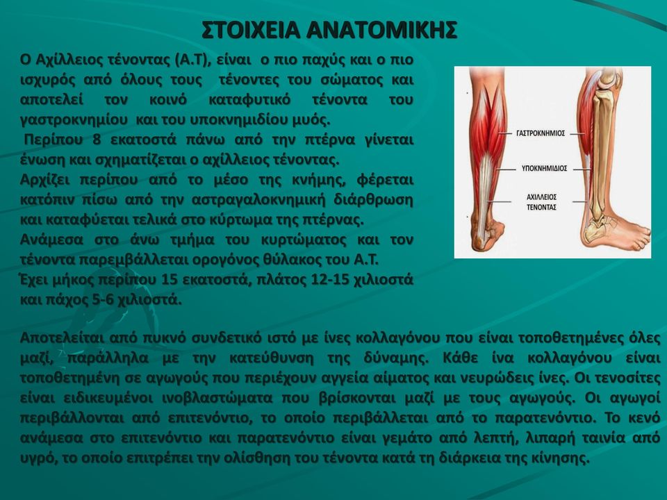 Περίπου 8 εκατοστά πάνω από την πτέρνα γίνεται ένωση και σχηματίζεται ο αχίλλειος τένοντας.