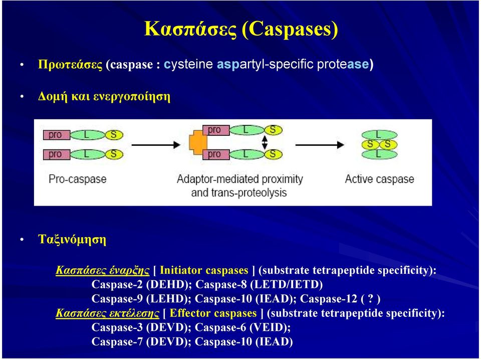 Caspase-8 (LETD/IETD) Caspase-9 (LEHD); Caspase-10 (IEAD); Caspase-12 (?