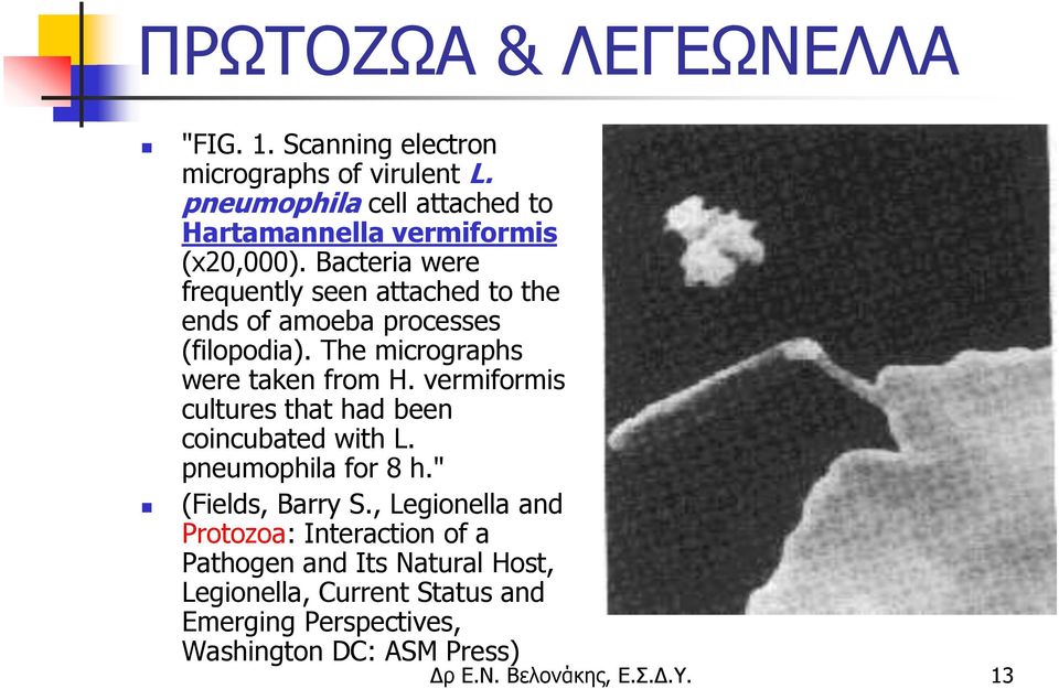 Bacteria were frequently seen attached to the ends of amoeba processes (filopodia). The micrographs were taken from H.