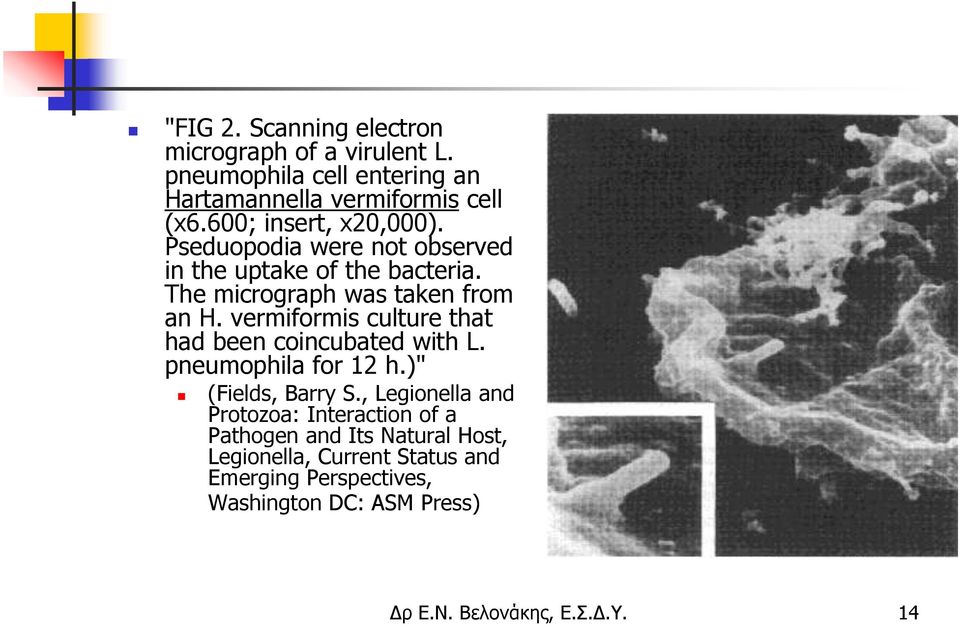 vermiformis culture that had been coincubated with L. pneumophila for 12 h.)" (Fields, Barry S.