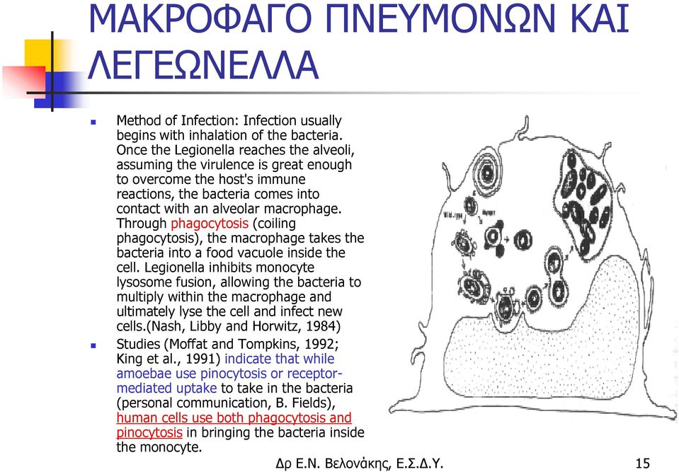 Through phagocytosis (coiling phagocytosis), the macrophage takes the bacteria into a food vacuole inside the cell.